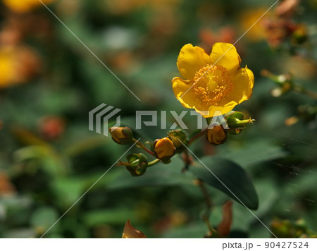 公園に咲いた黄色いセイヨウキンシバイの花 90427524
