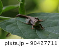 葉の上のトカゲ 90427711