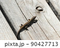 ベンチの上のトカゲ 90427713