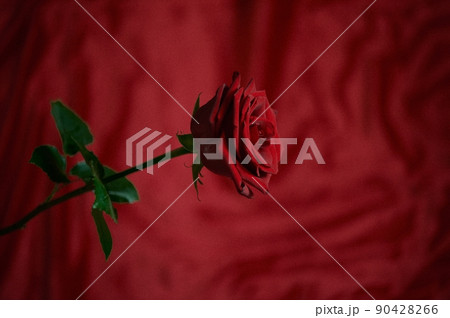 A red rose on a red background. A symbol of passion and love. No extra colors. Background. 90428266