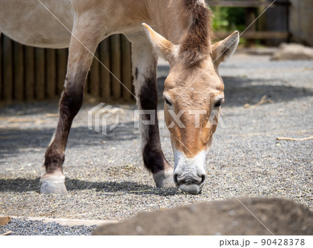 モウコノウマ。 90428378