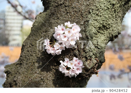 胴咲き桜 90428452