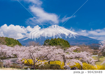Shizuoka Prefecture) Sakura and Mt. Fuji in - Stock Photo