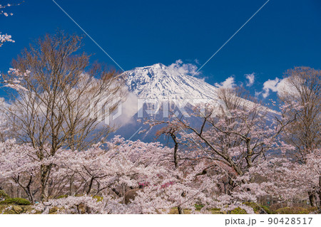（静岡県）満開の桜と富士山 90428517