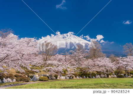 （静岡県）満開の桜と富士山 90428524