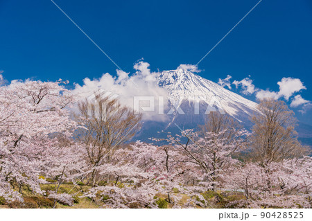(静岡県)満開の桜と富士山 (静岡県)満開の桜と富士山 90428525