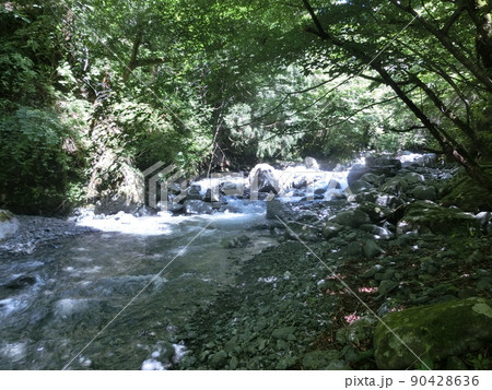 四十八瀬川（表丹沢県民の森・黒竜の滝付近の渓流）神奈川県秦野市 90428636