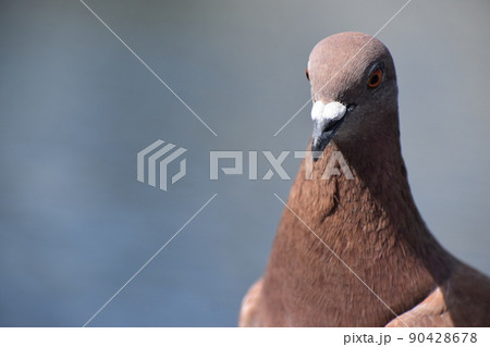 ドバトの頭部アップ 90428678