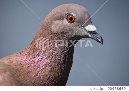 ドバトの頭部アップ 90428680