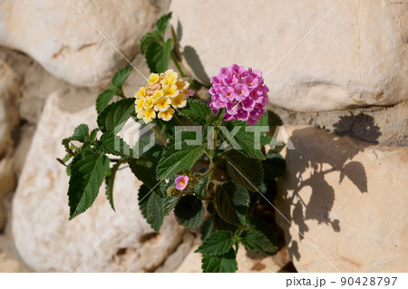 West Indian Lantana, Colorful Flowers Lantana camara, or big-sage, wild-sage, red-sage, white-sage, tickberry, a species of colorful flowers. West Indian Lantana, Colorful Flowers Lantana camara, or big-sage, wild-sage, red-sage, white-sage, tickberry, a species of colorful flowers. 90428797