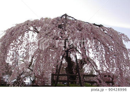 さくら　パーツ写真　角館　枝垂桜 90428996