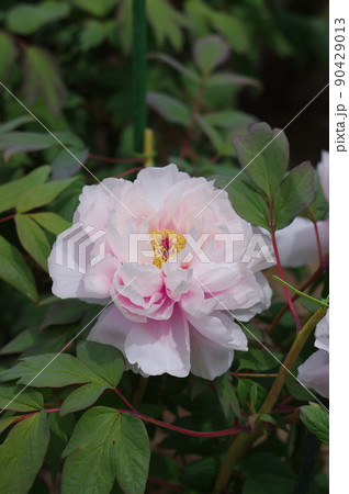 淡いピンク色の可愛い牡丹の花。牡丹は花の富貴なるものなり 淡いピンク色の可愛い牡丹の花。牡丹は花の富貴なるものなり 90429013