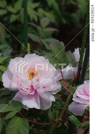 淡いピンク色の可愛い牡丹の花。牡丹は花の富貴なるものなり 淡いピンク色の可愛い牡丹の花。牡丹は花の富貴なるものなり 90429014