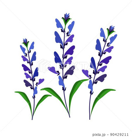 Blue Sage Flowers or Salvia Sclarea Flower 90429211