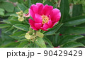 Scenery of a peony plant in the countryside of Hongseong-gun 90429429