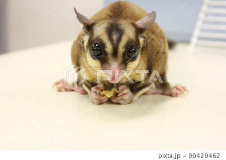 食事を手に持つフクロモモンガ 90429462