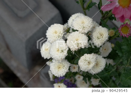 一般的なお墓参りでのお供えの菊(フラワーアレンジメント) 一般的なお墓参りでのお供えの菊(フラワーアレンジメント) 90429545