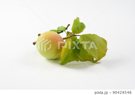 梅の実　白バックで 90429546