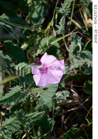 Mallow-leaved bindweed Convolvulus althaeoides. Pink flower. In the park. Mallow-leaved bindweed Convolvulus althaeoides. Pink flower. In the park. 90429738