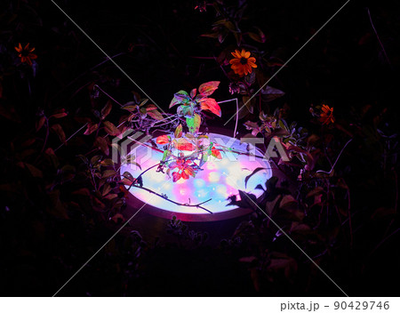 illumination of plants and trees at night in the park. LED lights. illumination of plants and trees at night in the park. LED lights. 90429746