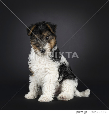 Fox terrier pup on black background 90429829