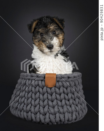 Fox terrier pup on black background 90429831