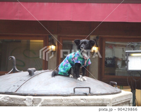 ベネチアの犬 90429866