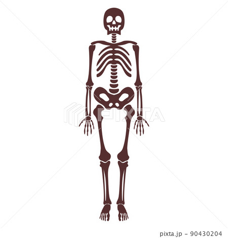 Cartoon brown human skeleton vector isolated object Cartoon brown human skeleton vector isolated object 90430204