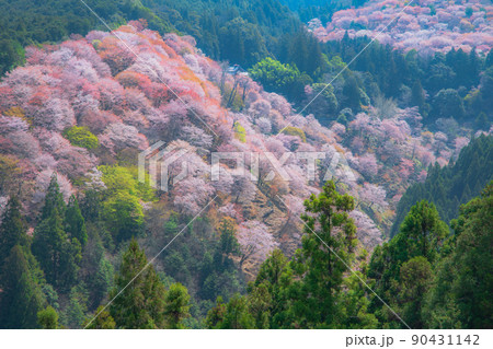 奈良 吉野山 中千本 奈良 吉野山 中千本 90431142