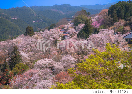 奈良 吉野山 下千本 奈良 吉野山 下千本 90431187