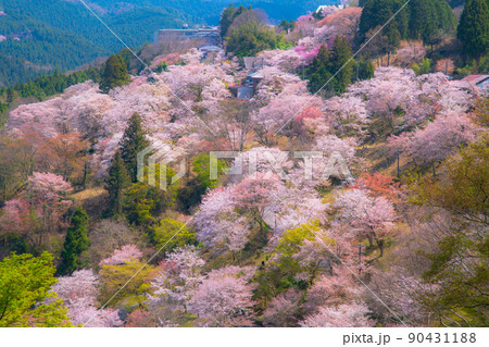 奈良 吉野山 下千本 奈良 吉野山 下千本 90431188
