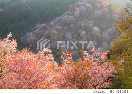 奈良 吉野山 下千本 奈良 吉野山 下千本 90431191