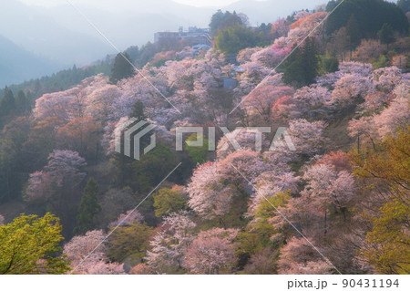 奈良 吉野山 下千本 奈良 吉野山 下千本 90431194
