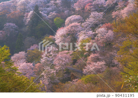 奈良 吉野山 下千本 奈良 吉野山 下千本 90431195
