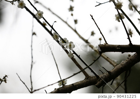 花 フラワー お花 90431225