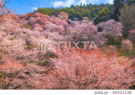 奈良 吉野山 中千本 奈良 吉野山 中千本 90431236