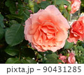 アプリコット色のバラの花 90431285