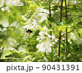 ミツバウツギの蜜を吸うエゾシロチョウ02 90431391