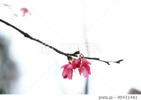 桜 さくら サクラ 90431481