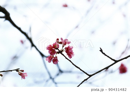 桜 さくら サクラ 90431482