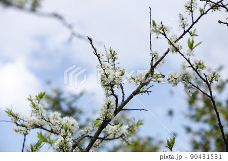 花 フラワー お花 90431531