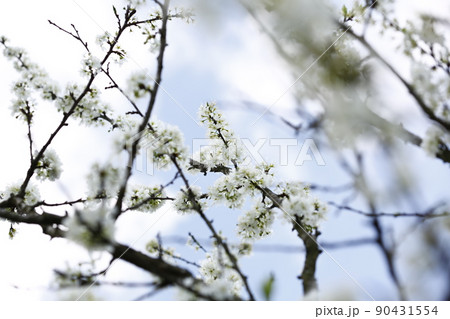 花 フラワー お花 90431554