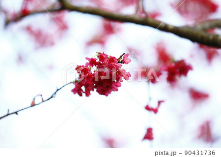 桜 さくら サクラ 90431736