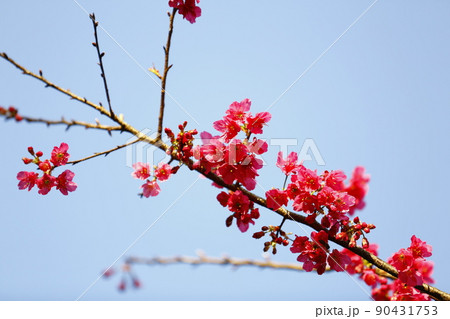 桜 さくら サクラ 90431753