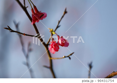 桜 さくら サクラ 90431754
