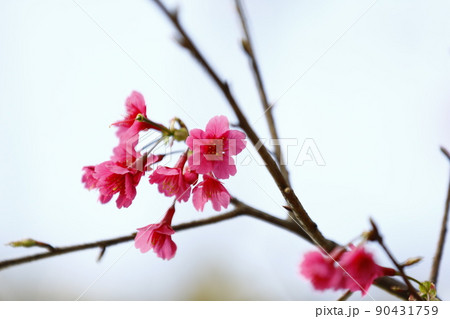 桜 さくら サクラ 90431759