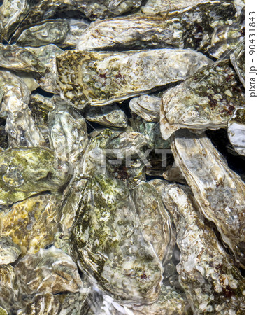 fresh shell oysters fresh shell oysters 90431843