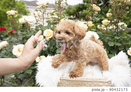 薔薇とおやつを見て微笑むトイプードル 薔薇とおやつを見て微笑むトイプードル 90432173