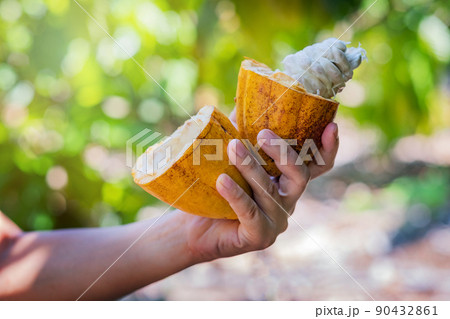 Farmer holding a fresh cacao pods in a organic farm. 90432861