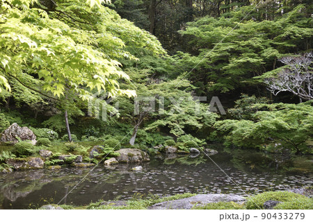 南禅院　青もみじ 90433279